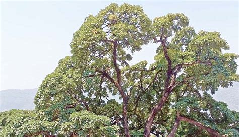 CHIURI (NEPALI BUTTER TREE) .